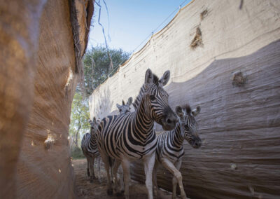 Zebras lead in capturing
