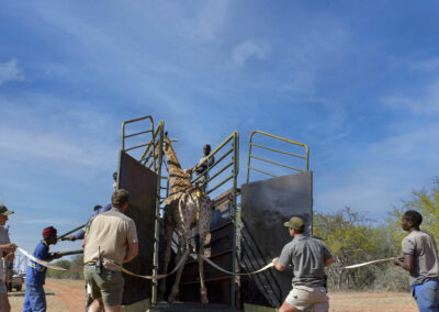 Giraffe game capturing