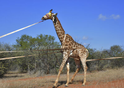 Giraffe in game capturing process