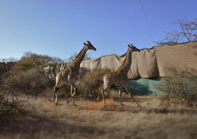 Giraffe Capturing