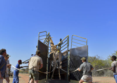 Giraffe Capturing