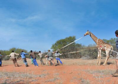 Giraffe capturing in progress