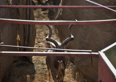 Animal in Capturing