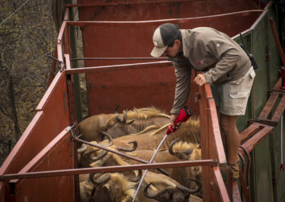 Leading the Captured animals