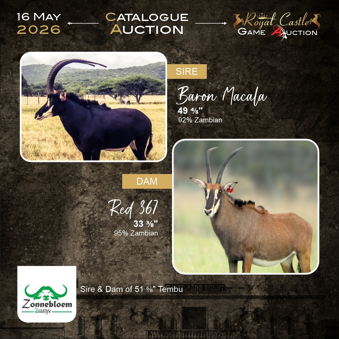 Tembu Sire