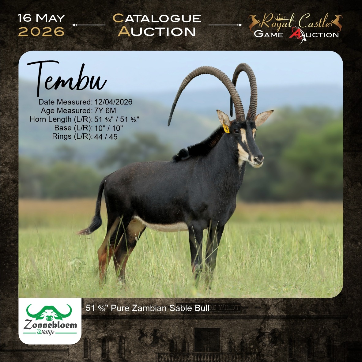 Tembu Sable