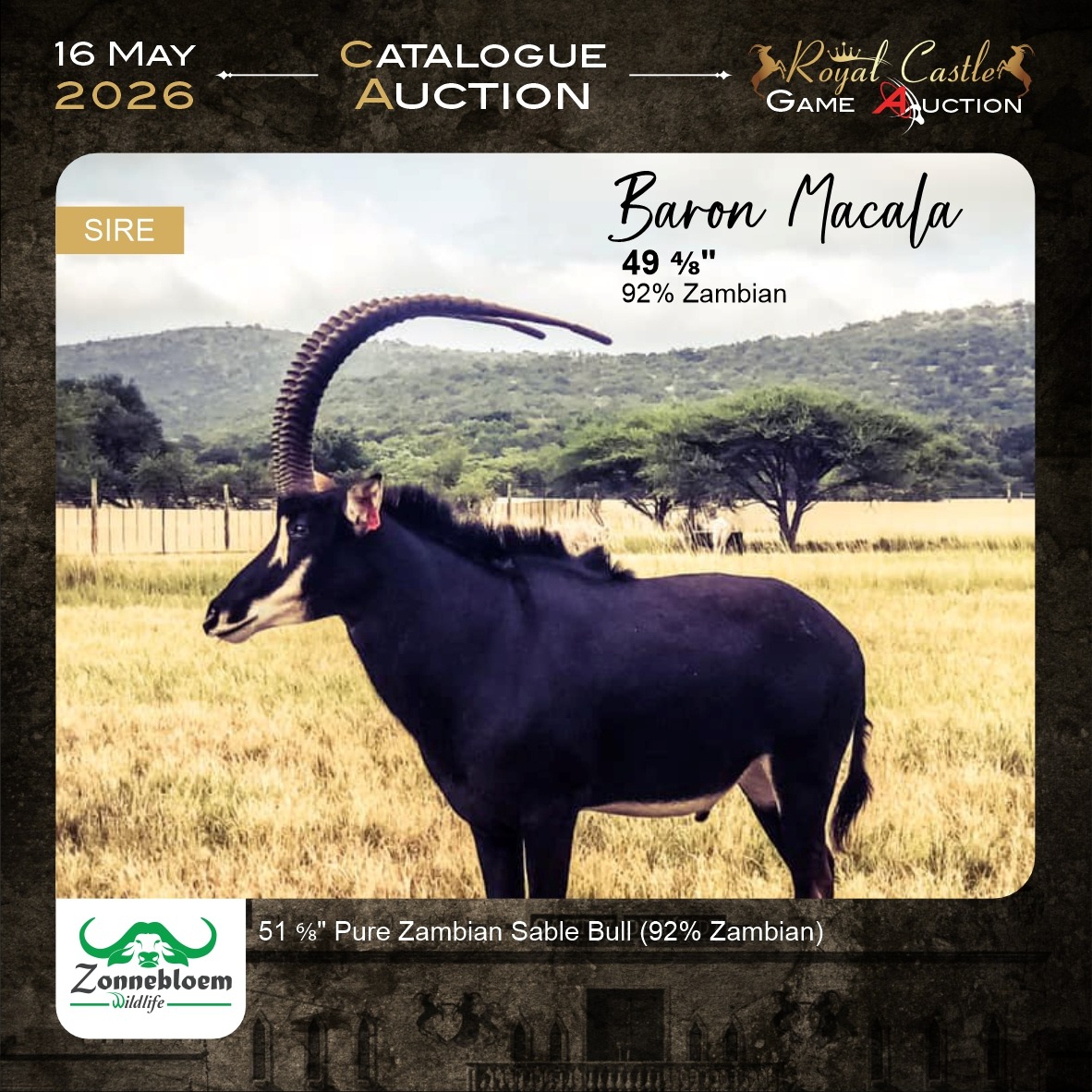 Zambian Sable Bull