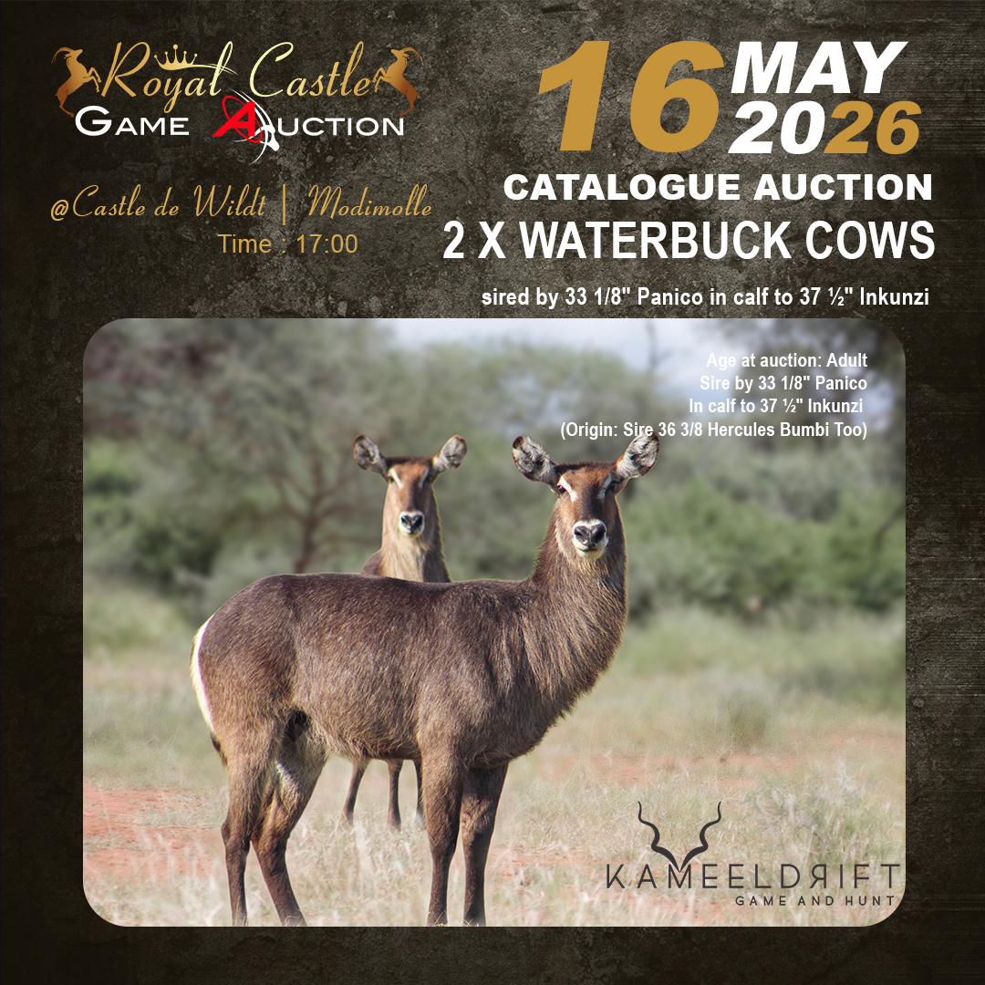2-x-Waterbuck-Cows