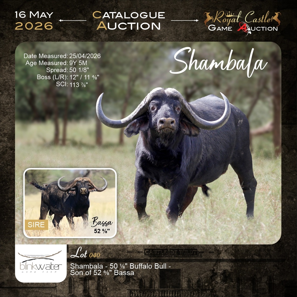 Sable Bull