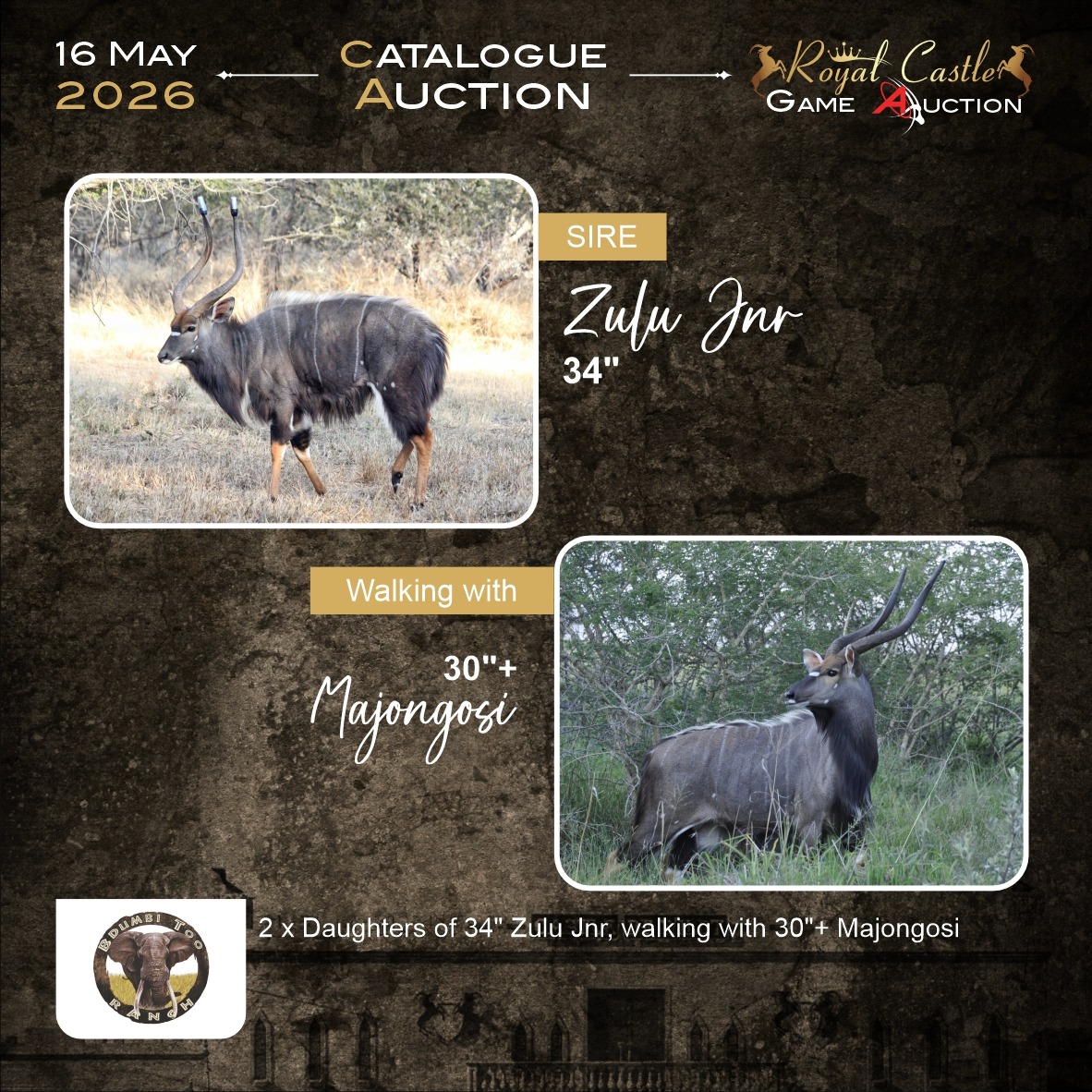 Qinile Waterbuck Bull Sire