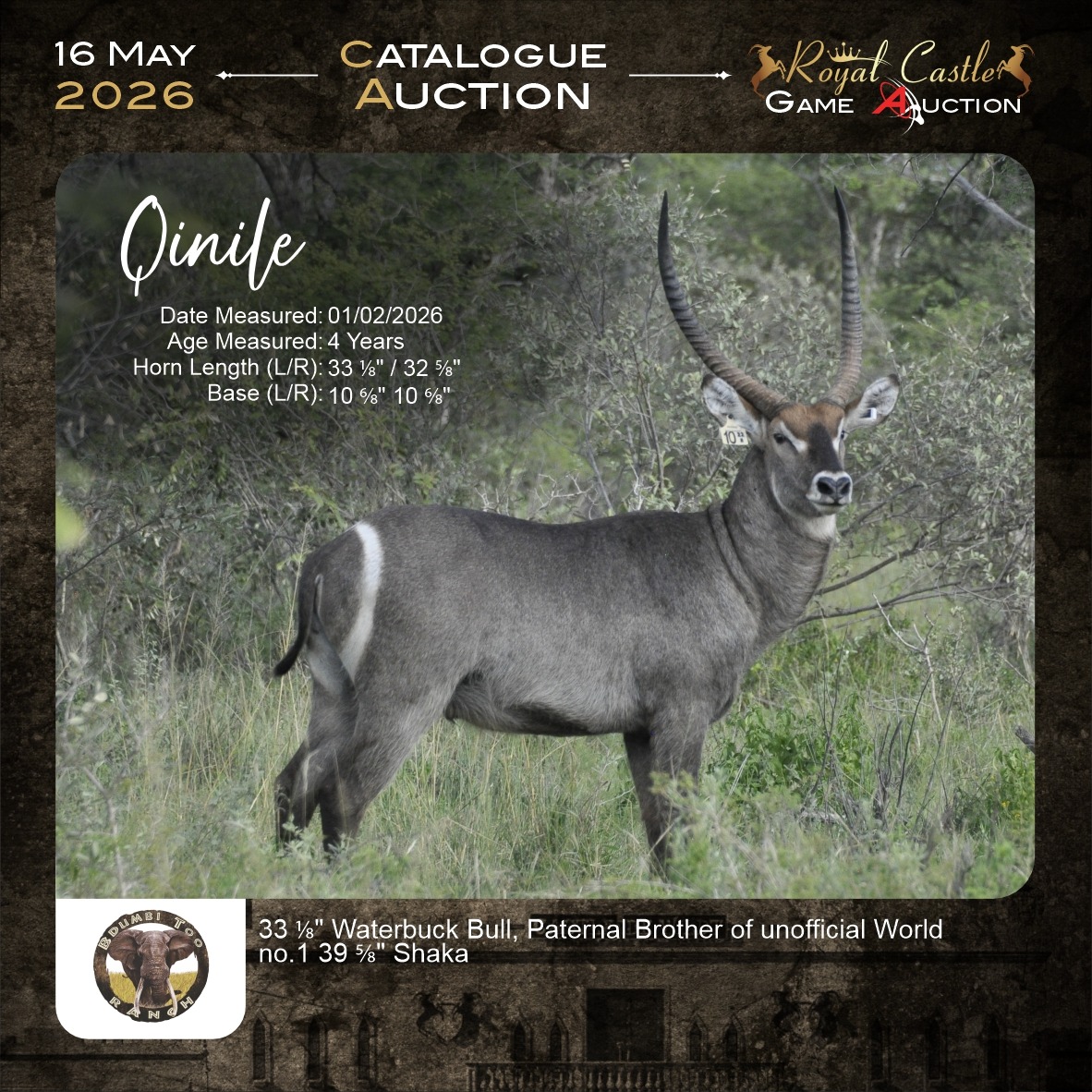Qinile Waterbuck Bull