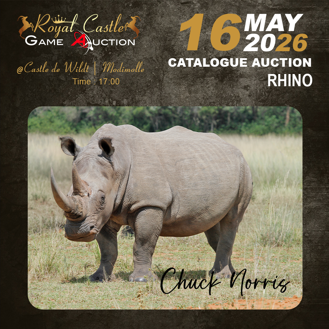 Rhino Chuck Norris