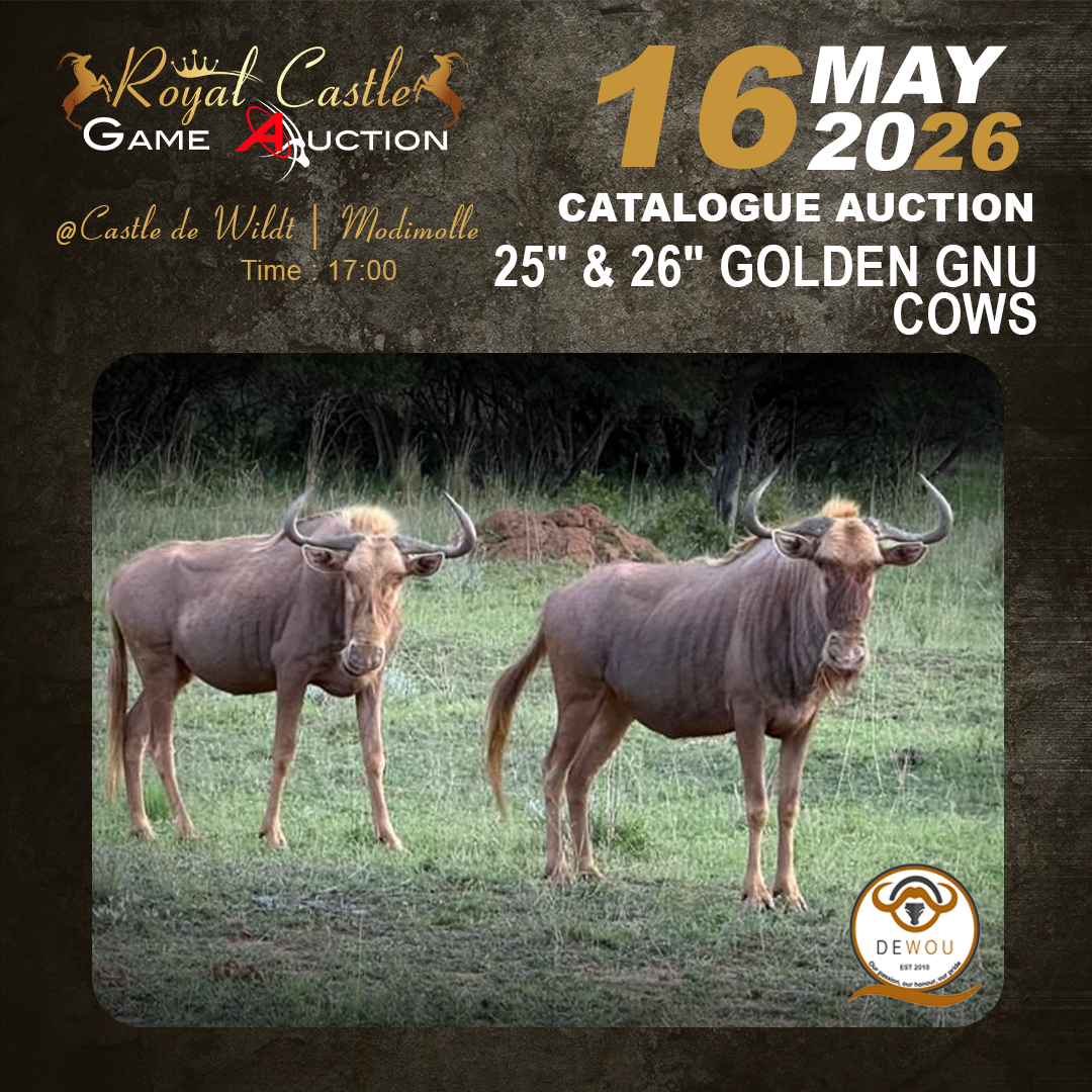 Golden Gnu Cows