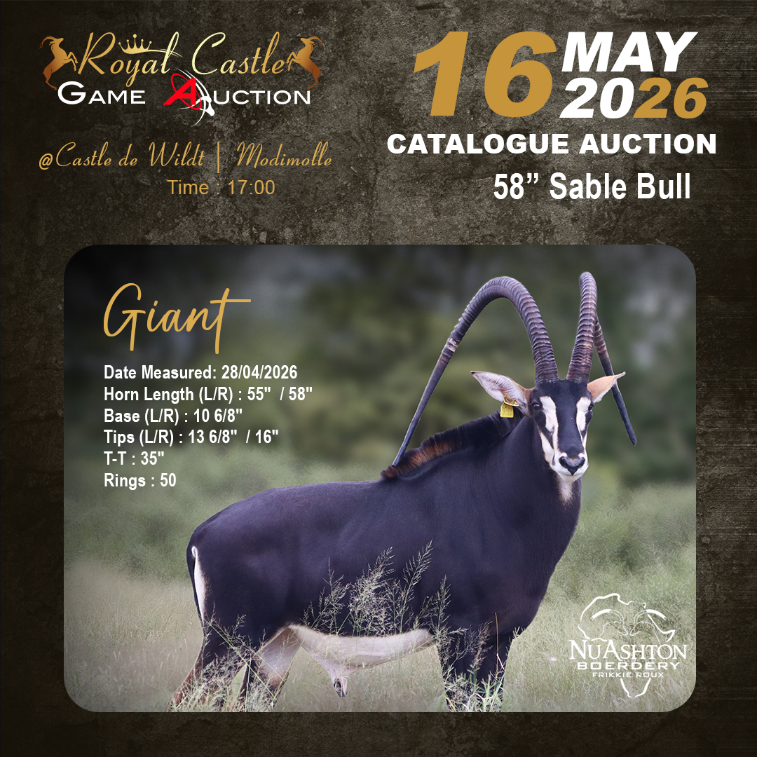 58” Sable Bull Giant