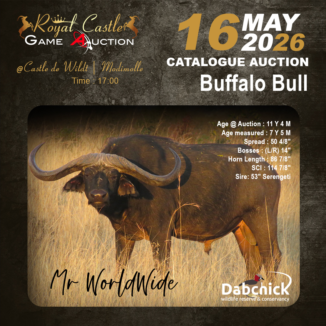 Mr WorldWide Buffalo Bull