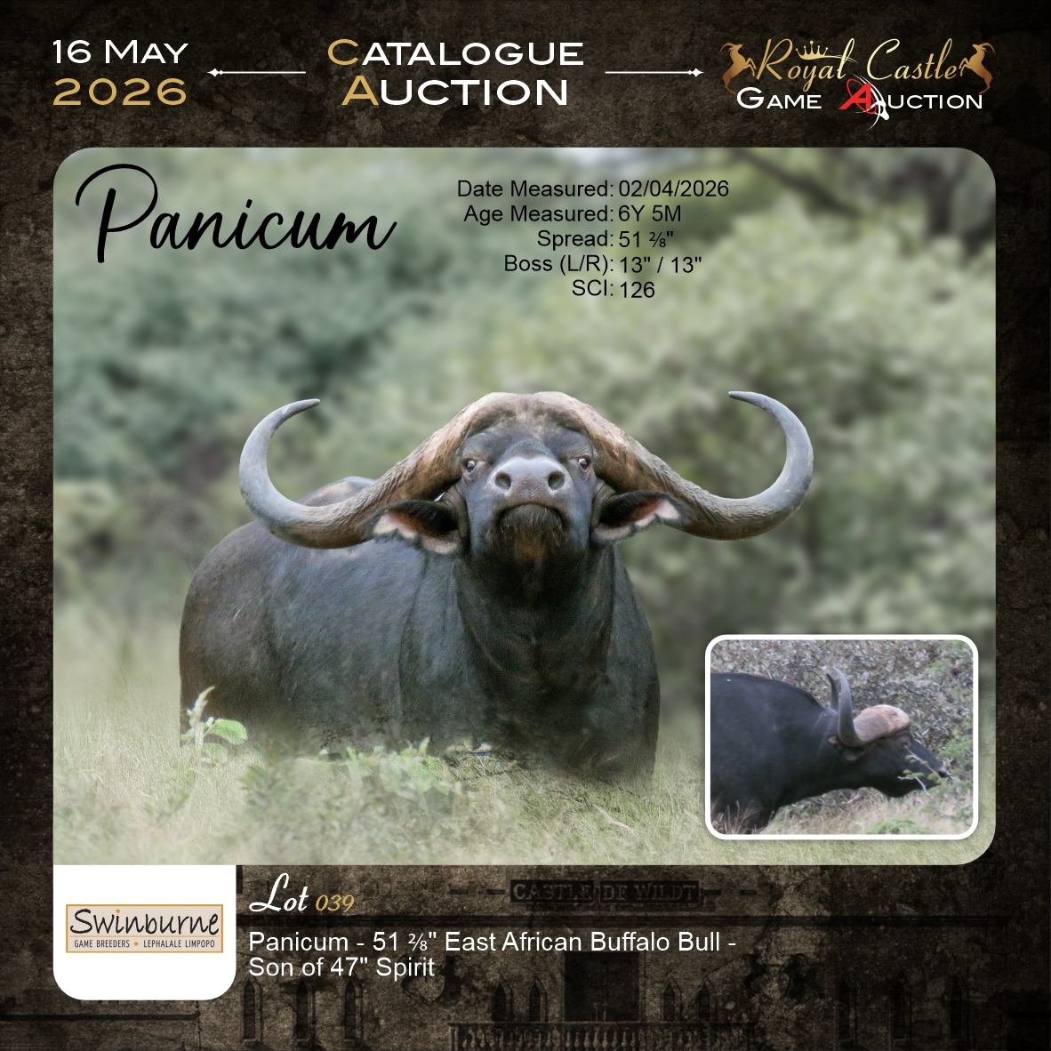 Buffalo Panicum