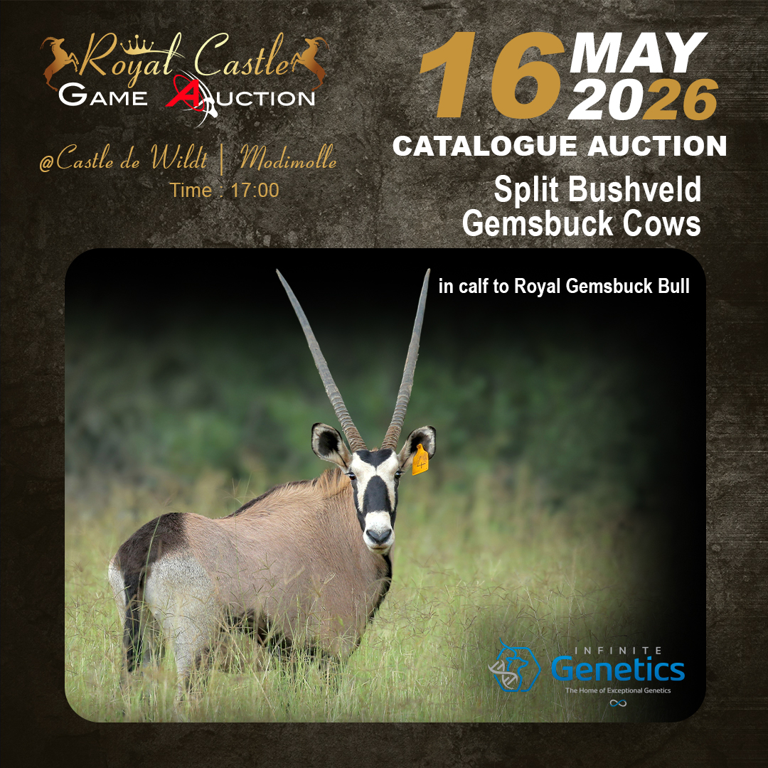 Split Bushveld Gemsbuck Cows