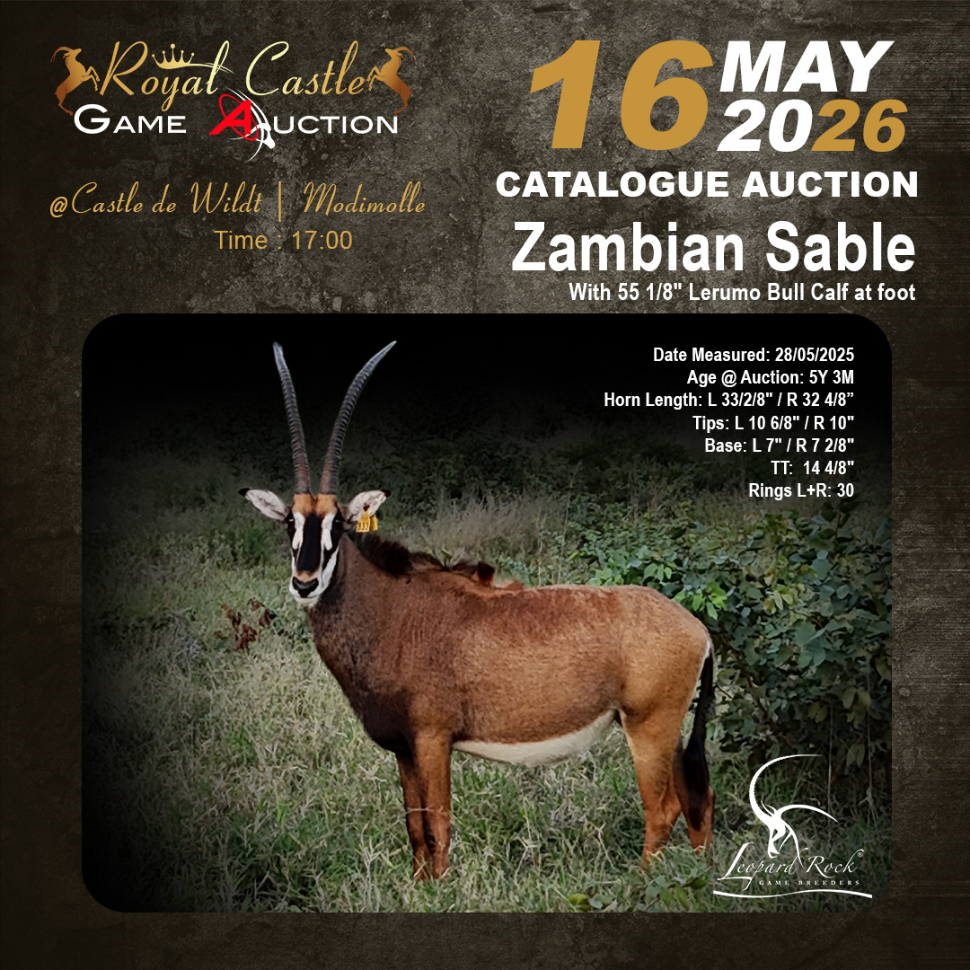 Zambian Sable