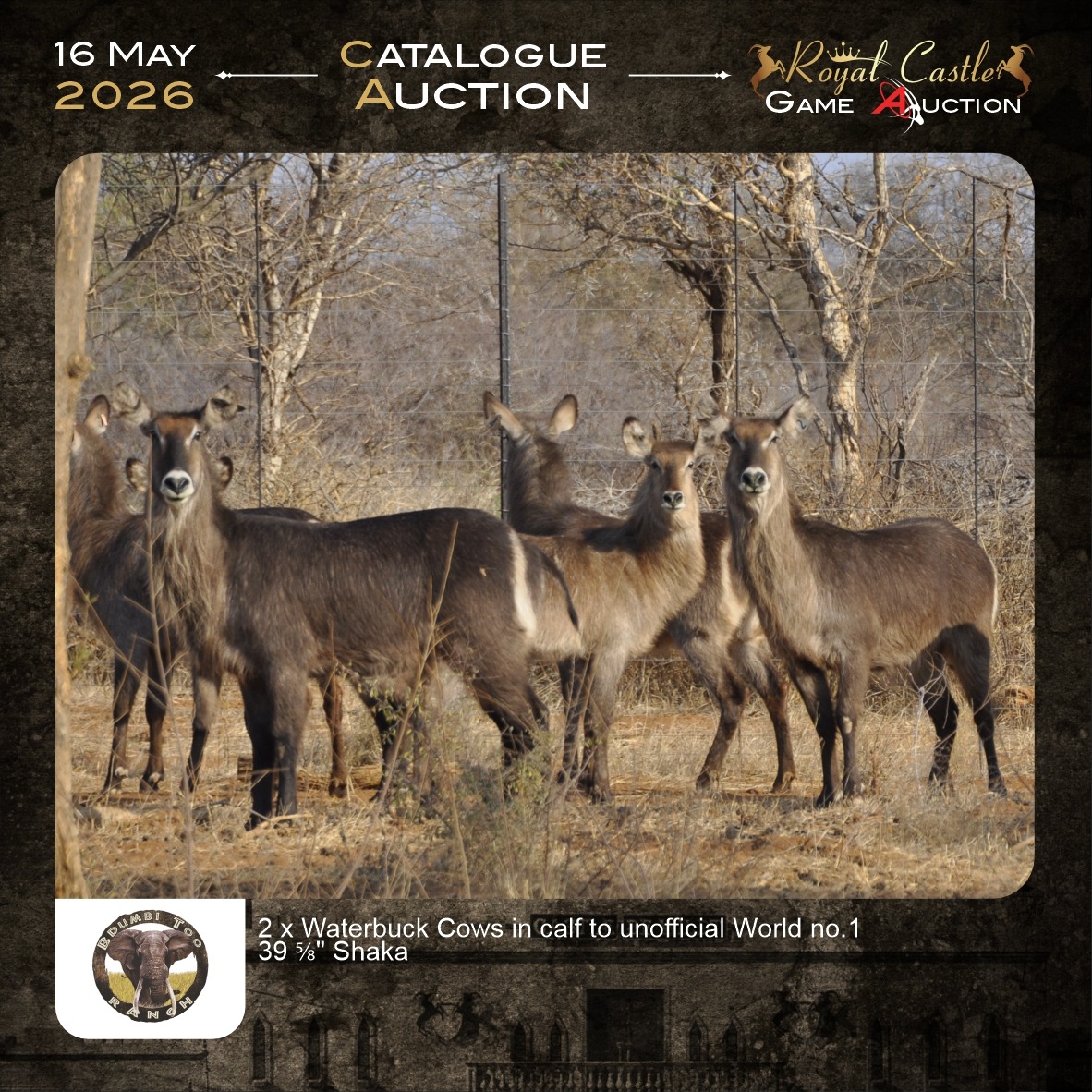 Waterbuck Cows