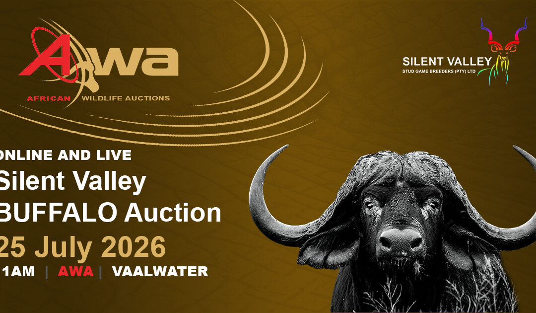 Silent Valley Buffalo Auction 25 July 2026
