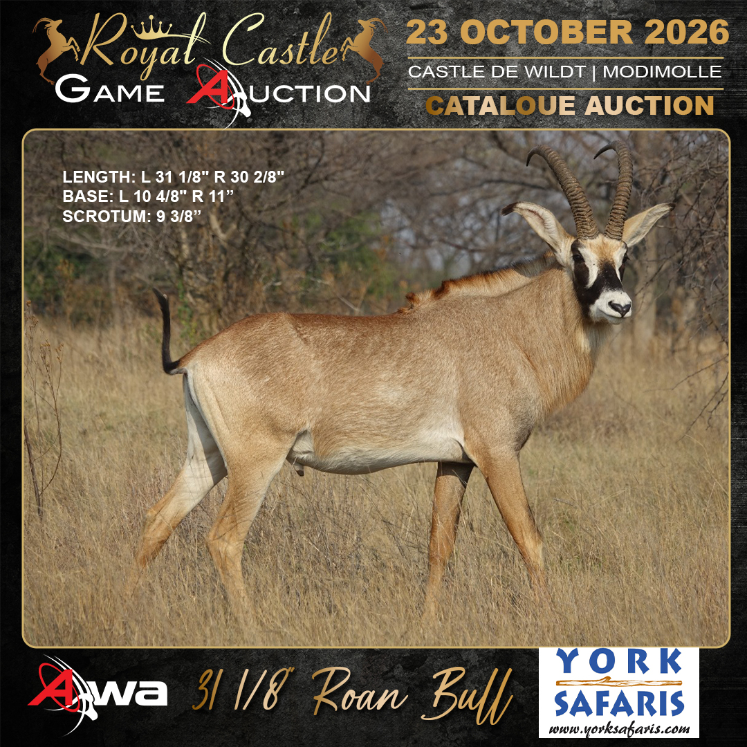 31" Roan Bull