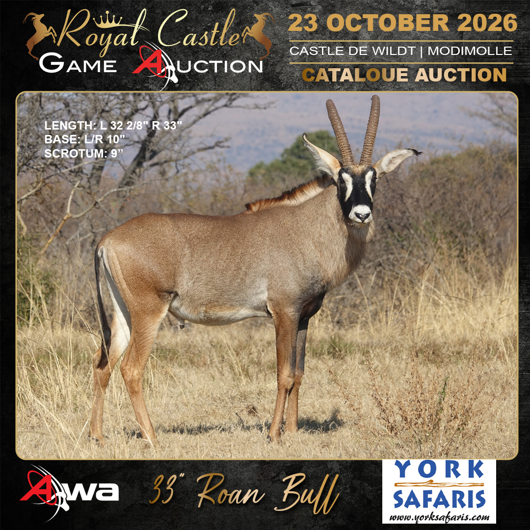 33" Roan Bull