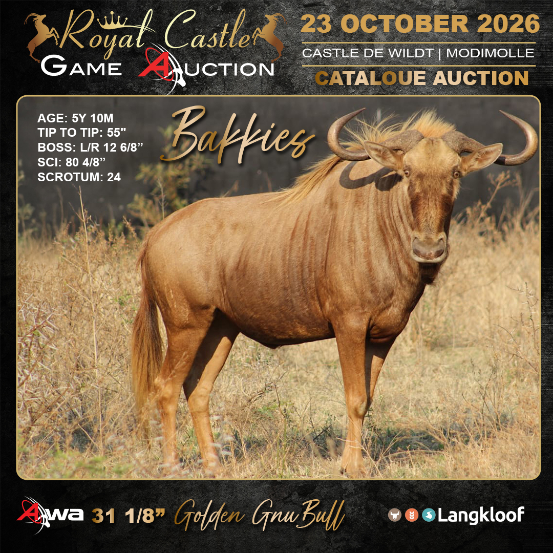Bakkies Golden Gnu Bull