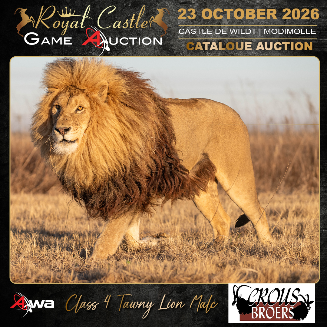 Class 4 Tawny Lion