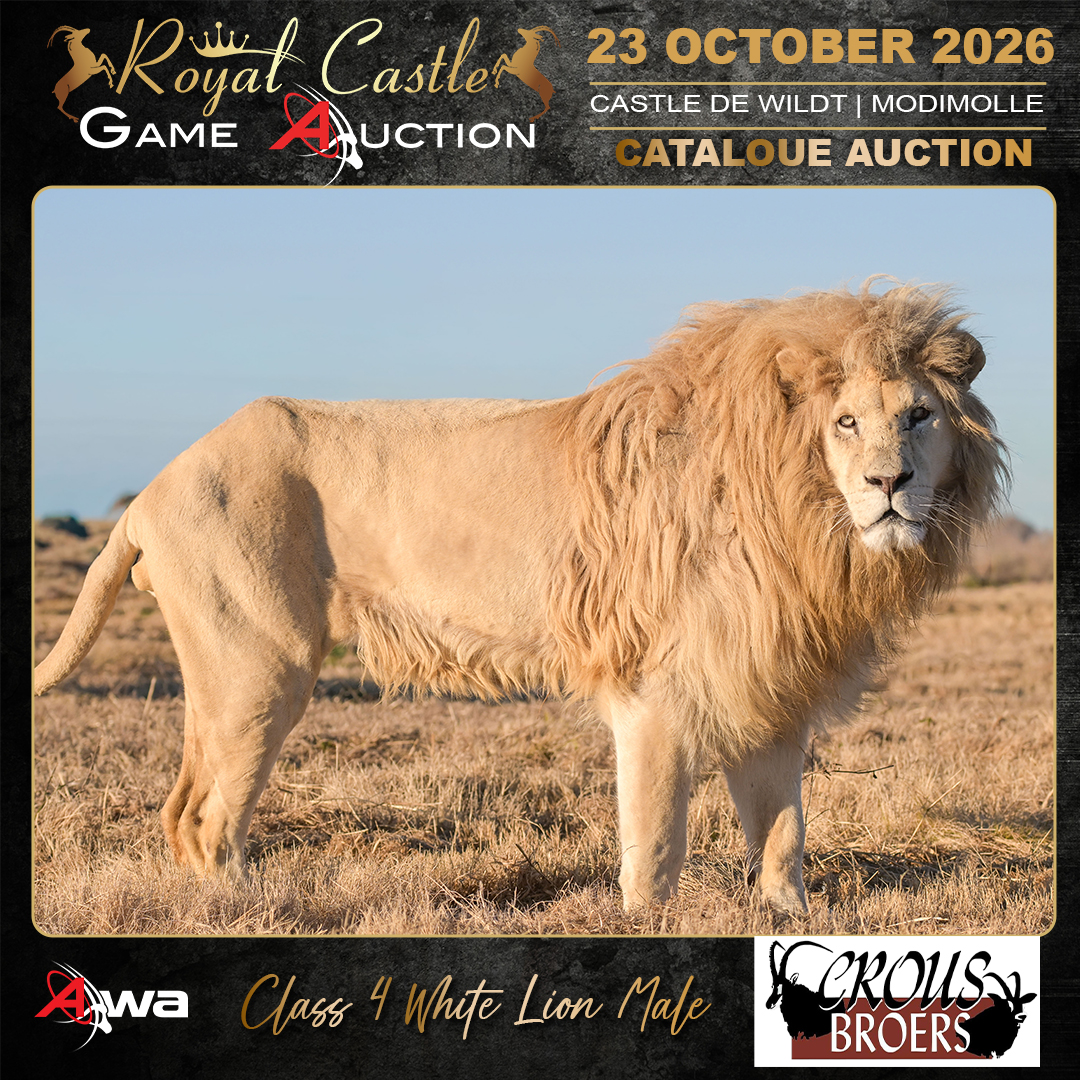 Class 4 White Lion