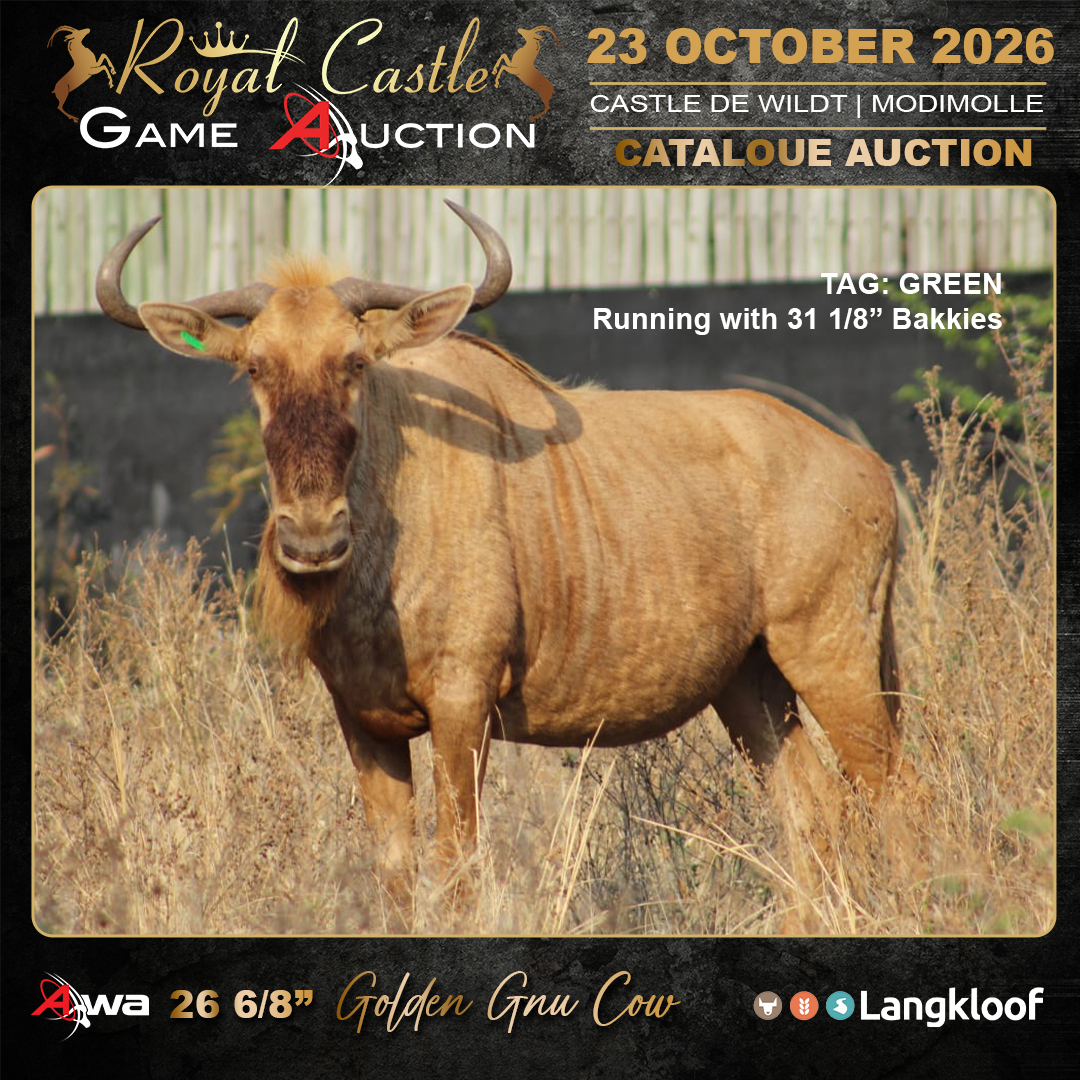Golden Gnu Cow
