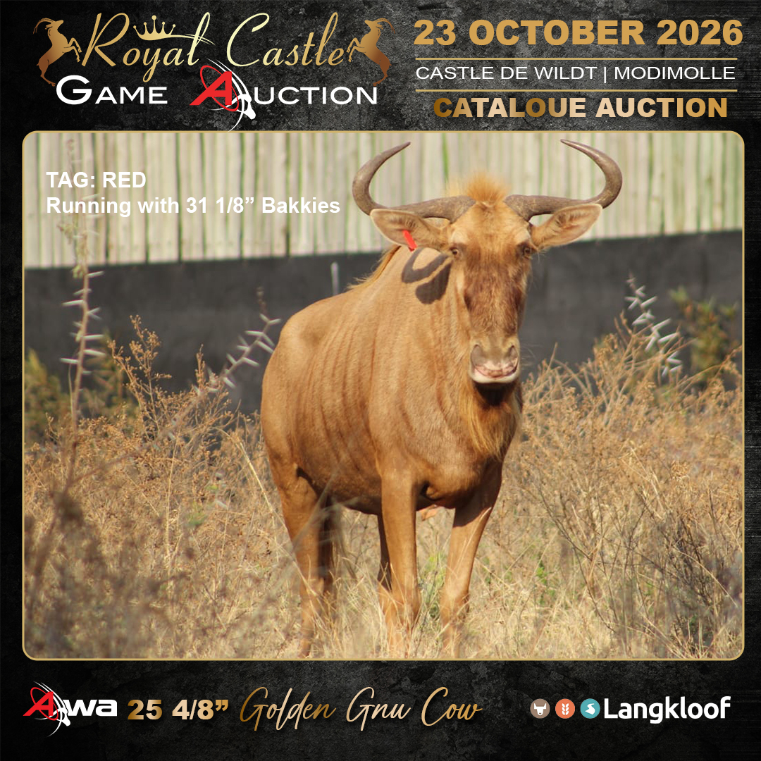 Golden Gnu Cow