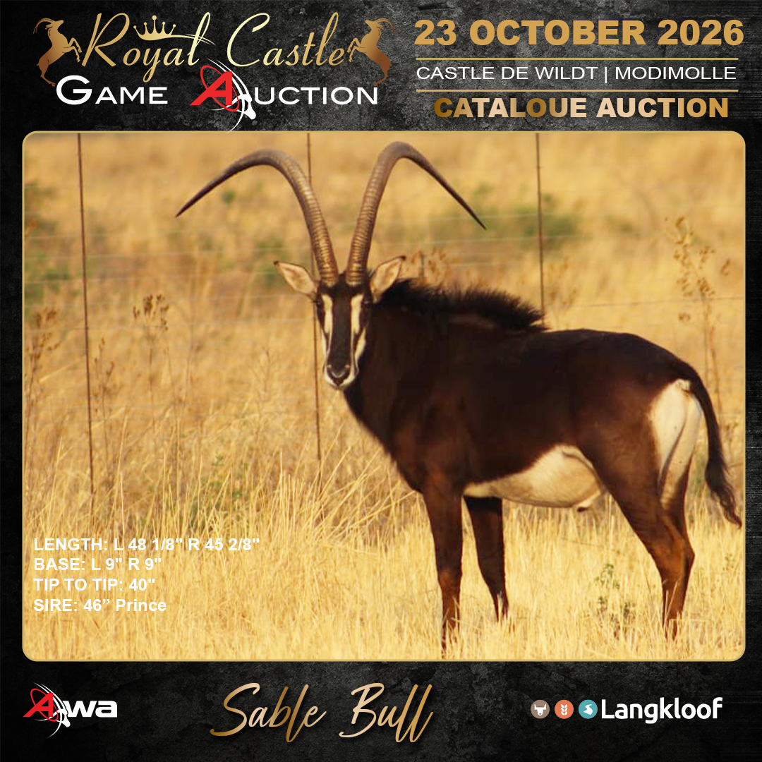 Sable Bull