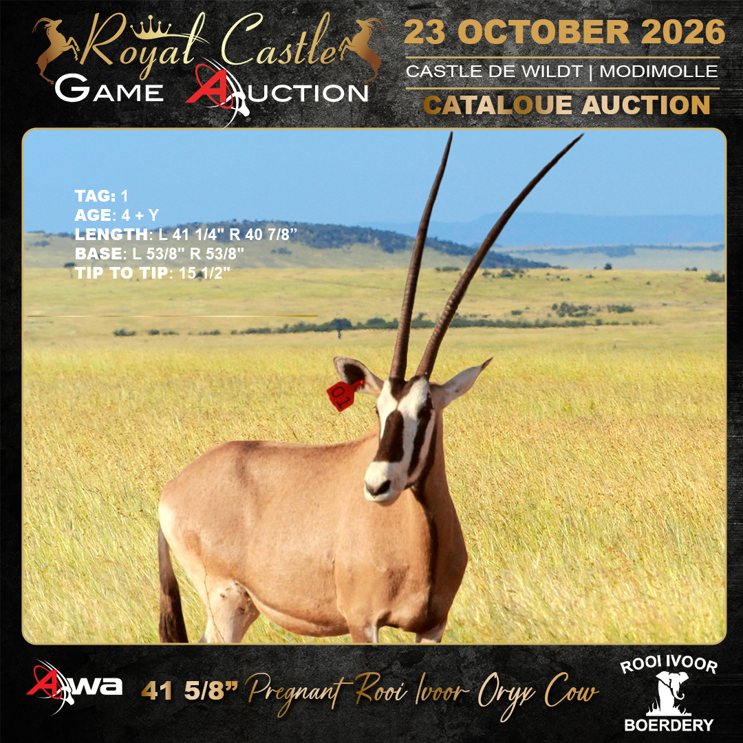 Oryx Cow
