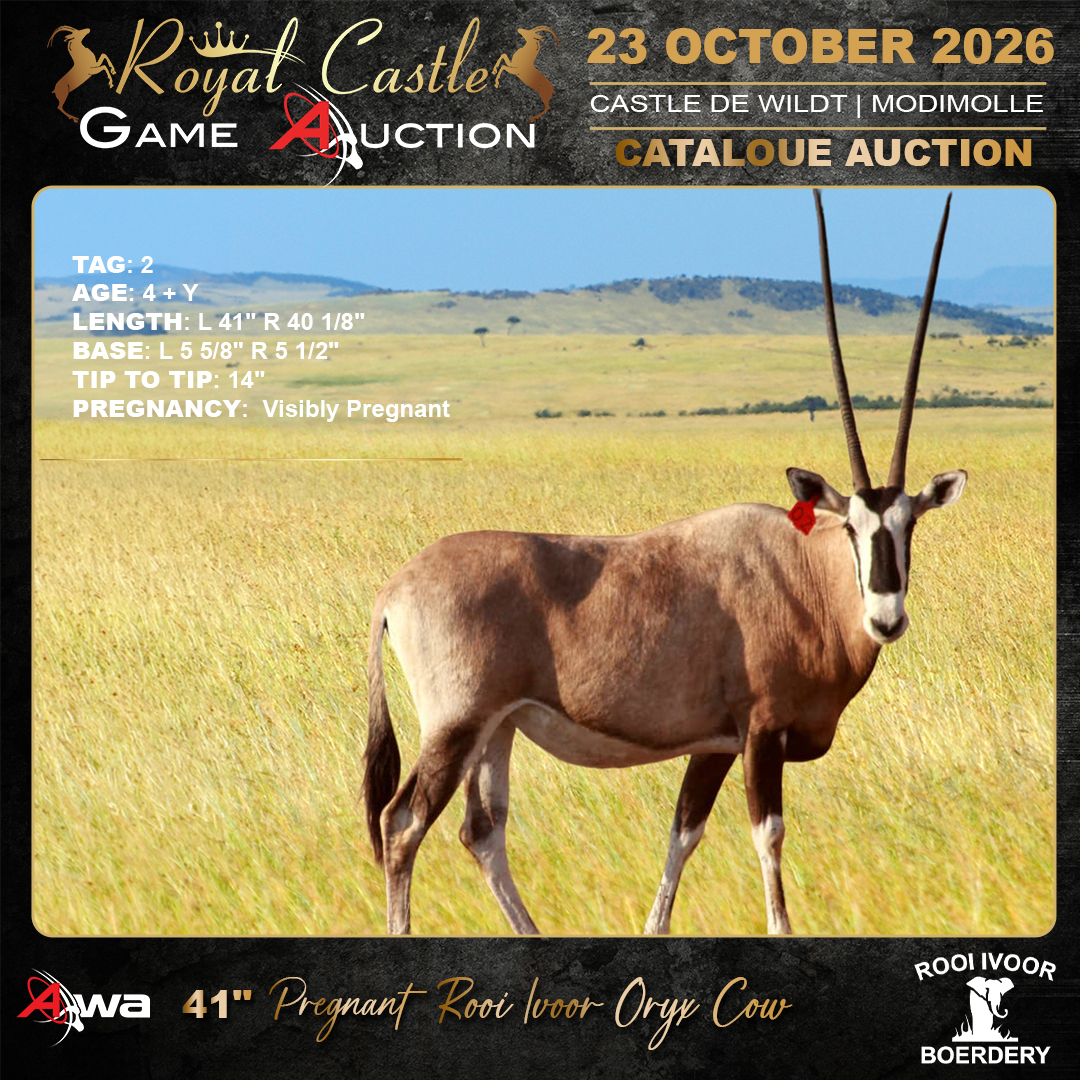Oryx Cow