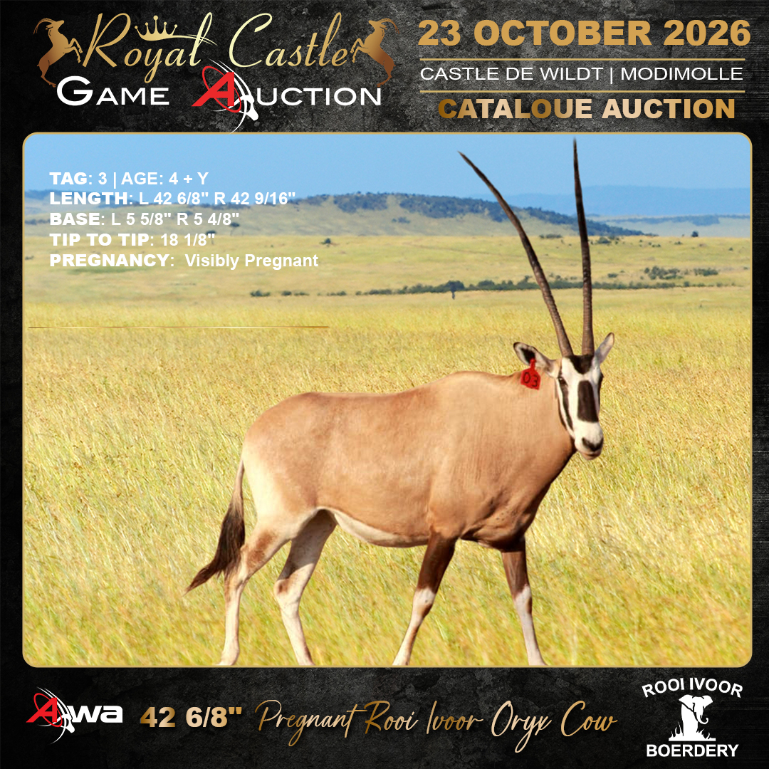 Oryx Cow