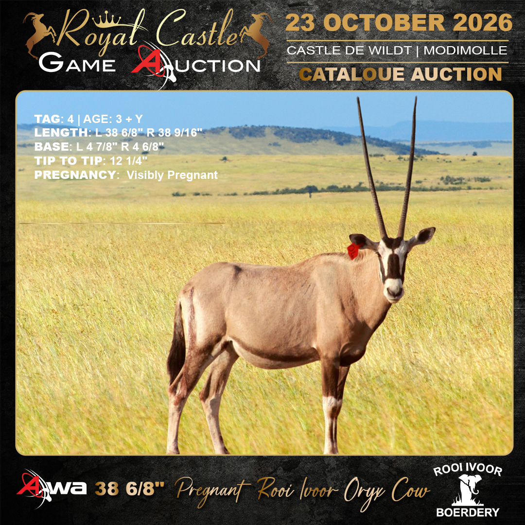 Oryx Cow